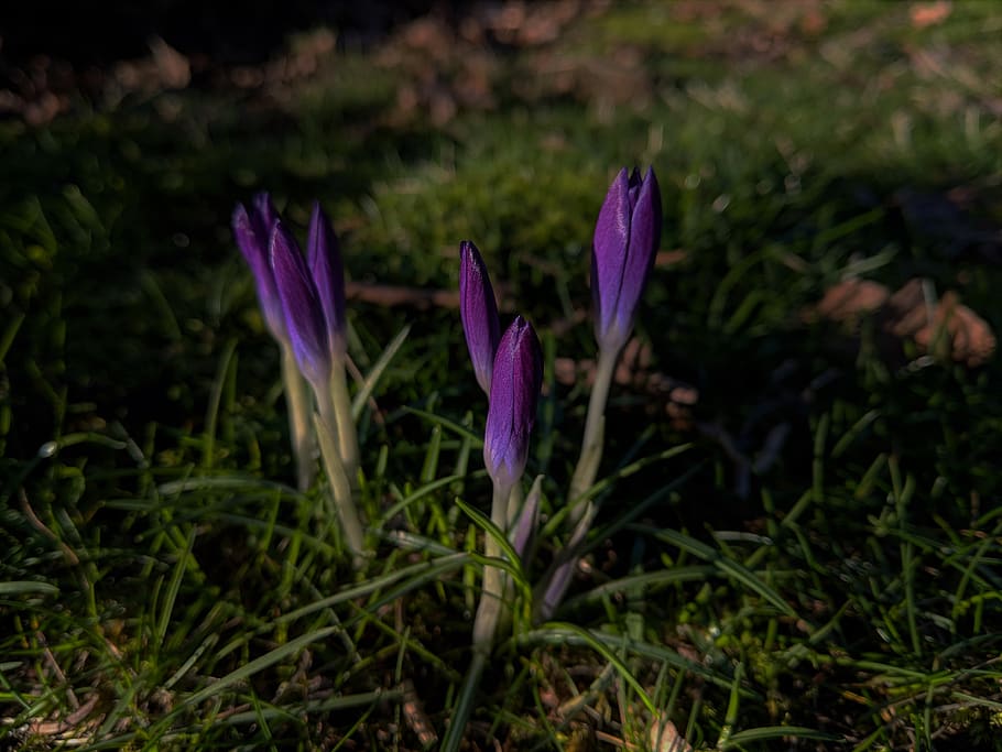 canada, vancouver, spring, crocus, flowers, vibrant, nature HD wallpaper