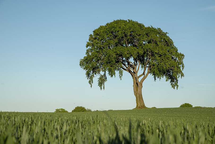 tree, field, landscape, nature, sky, meadow, rural, green, fields HD wallpaper