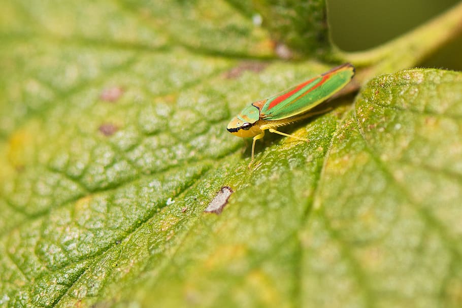 grasshopper, nature, macro, autumn, green, red, green color HD wallpaper