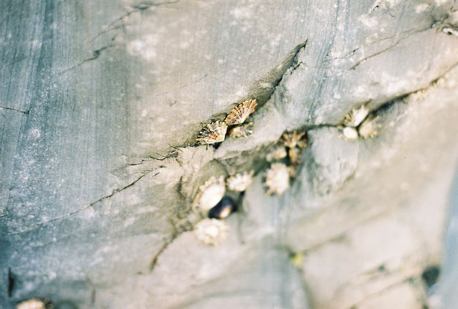 close-up, selective focus, textured, animal themes, no people HD wallpaper