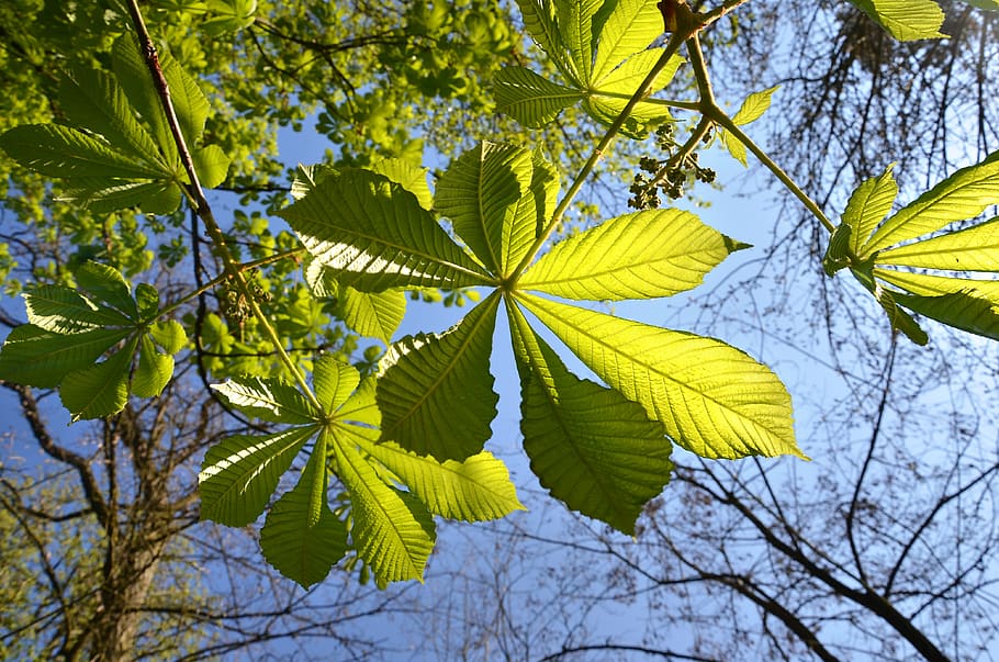 leaves, spring, nature, green, plants, natural, tree, forest HD wallpaper