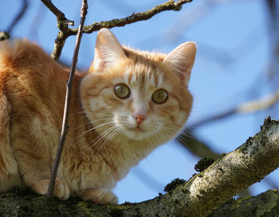 pet, cat, tree, view, domestic cat, animal, portrait, cat's eyes HD wallpaper