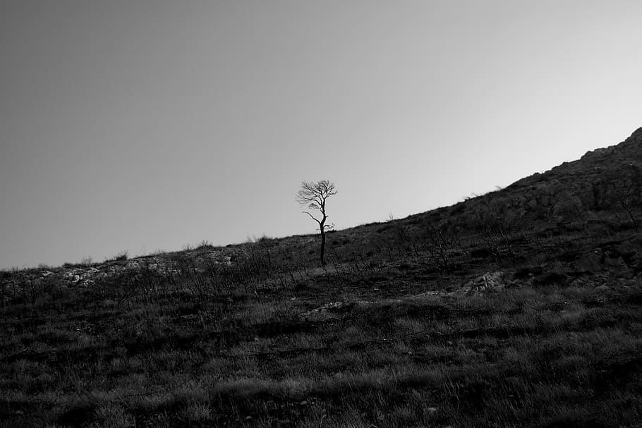 greece, hymettus, black and white, bnw, bandw, tree, trees, HD wallpaper