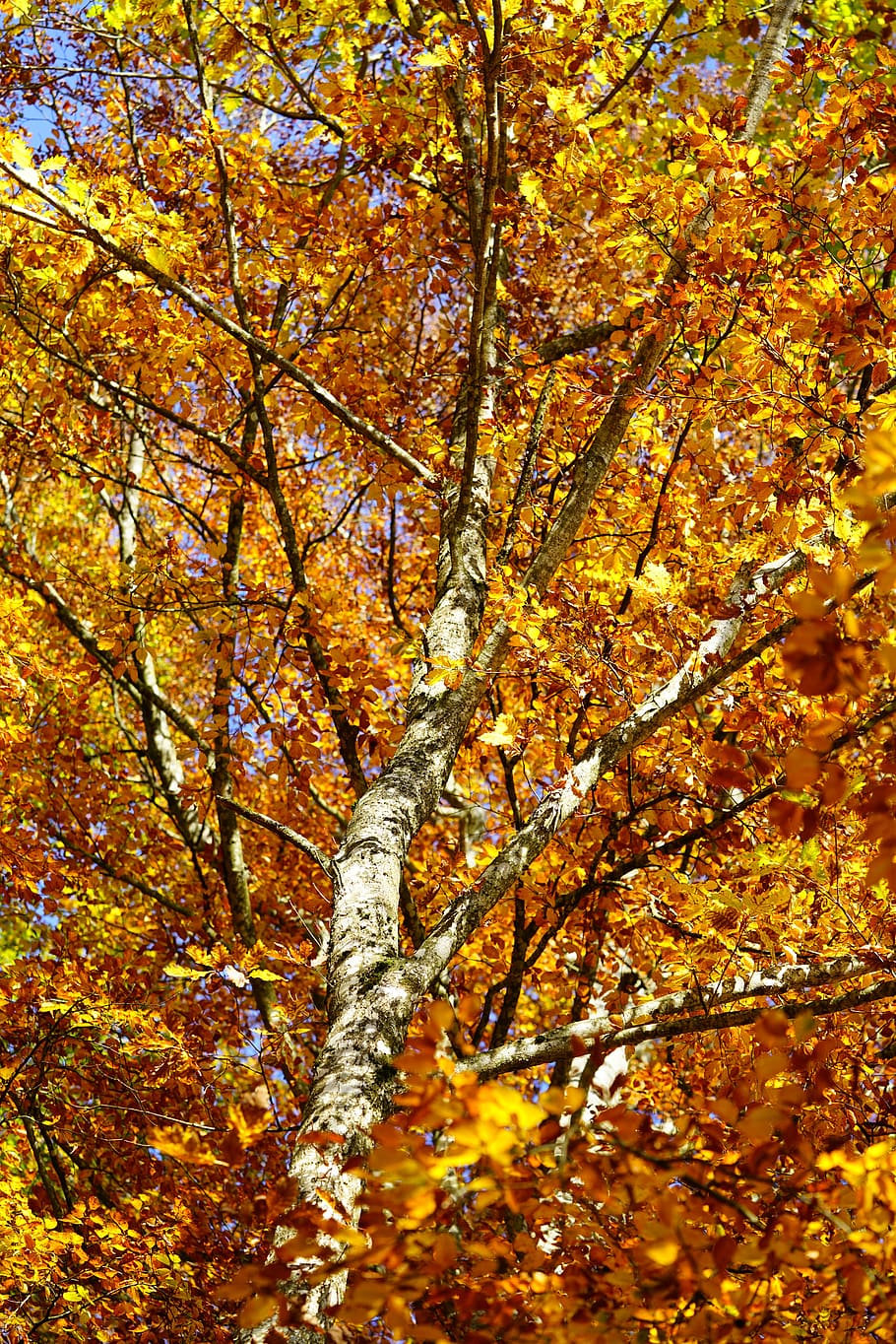 beech, autumn, leaves, fall foliage, bright, october, golden october HD wallpaper