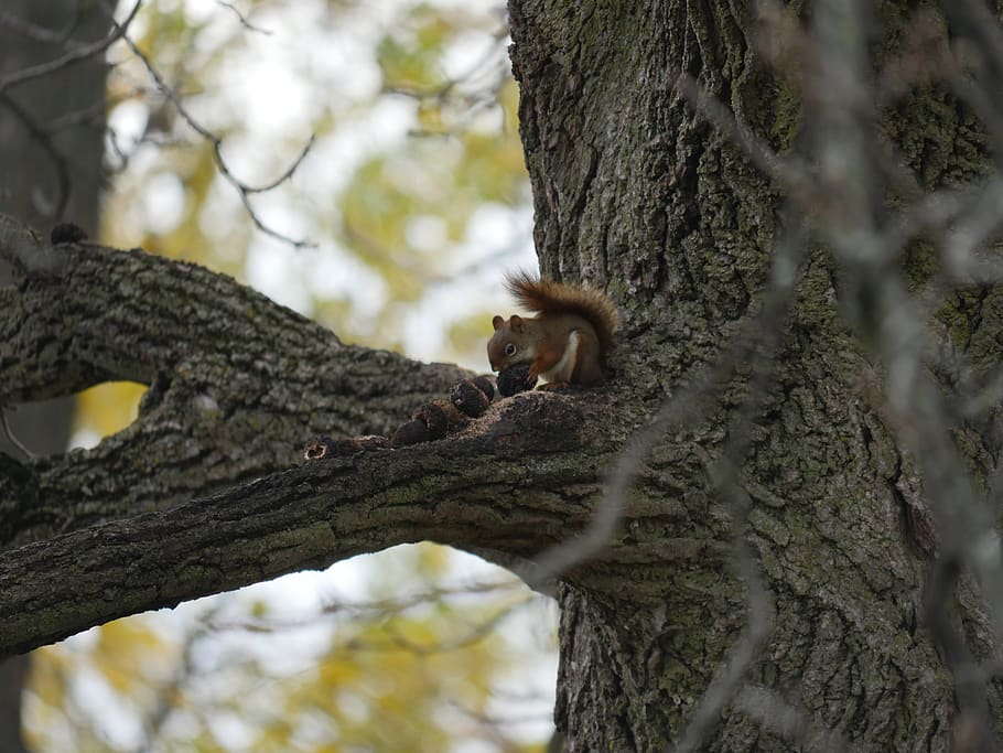squirrel, squirrel eating, nuts, wildlife, mammal, tree, plant HD wallpaper