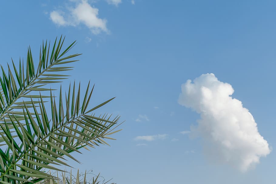 clouds and tress, sky, cloud - sky, plant, nature, growth, beauty in nature HD wallpaper