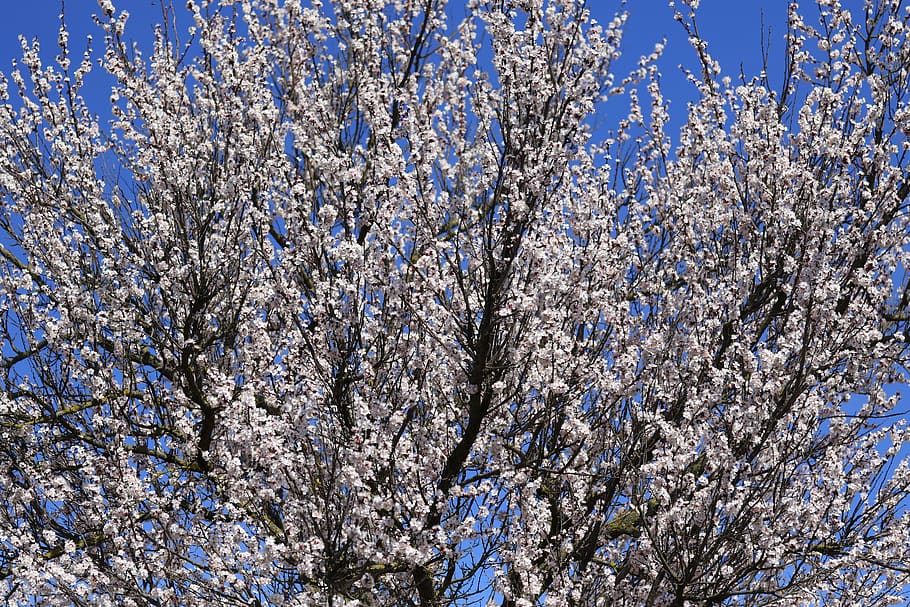 tree, flowers, white, spring, nature, branch, flora, plant HD wallpaper