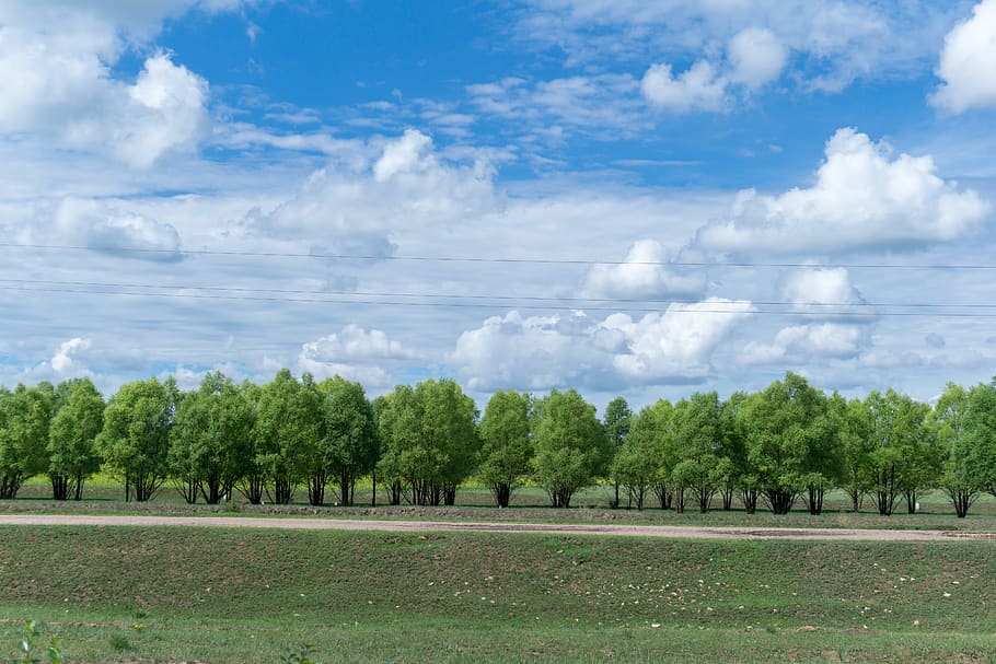 blue sky, white cloud, woods, scenery, natural, cloud - sky HD wallpaper