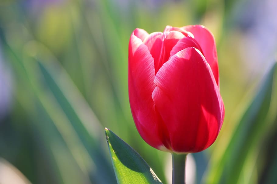 red tulip, bloom, spring, flower, plant, nature, outdoor, flowering plant HD wallpaper