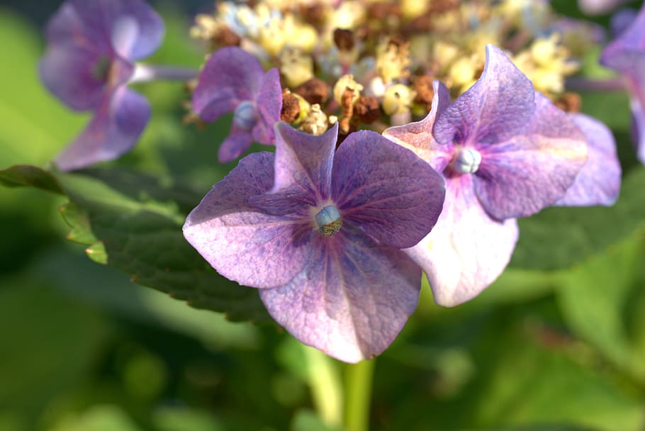 hydrangea, garden, nature, blossom, bloom, plant, flower, flora HD wallpaper