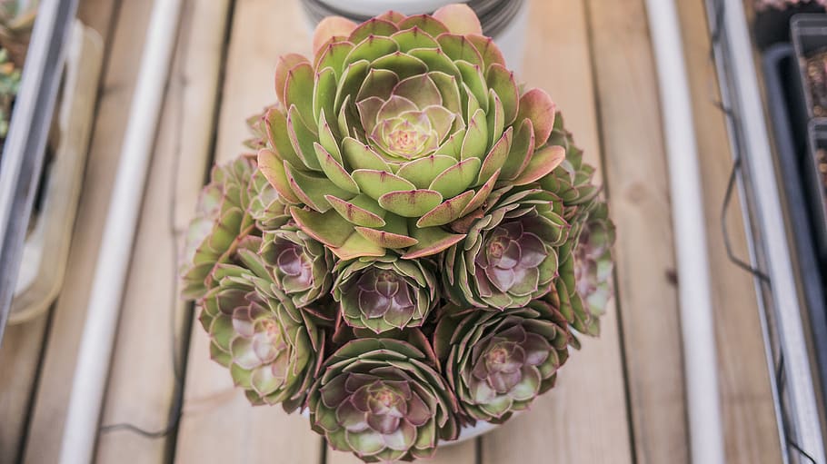 green lotus plant, flower, blossom, flower arrangement, flower bouquet