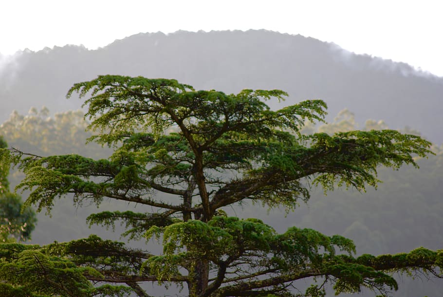 australia, warburton, tree, plant, growth, beauty in nature HD wallpaper