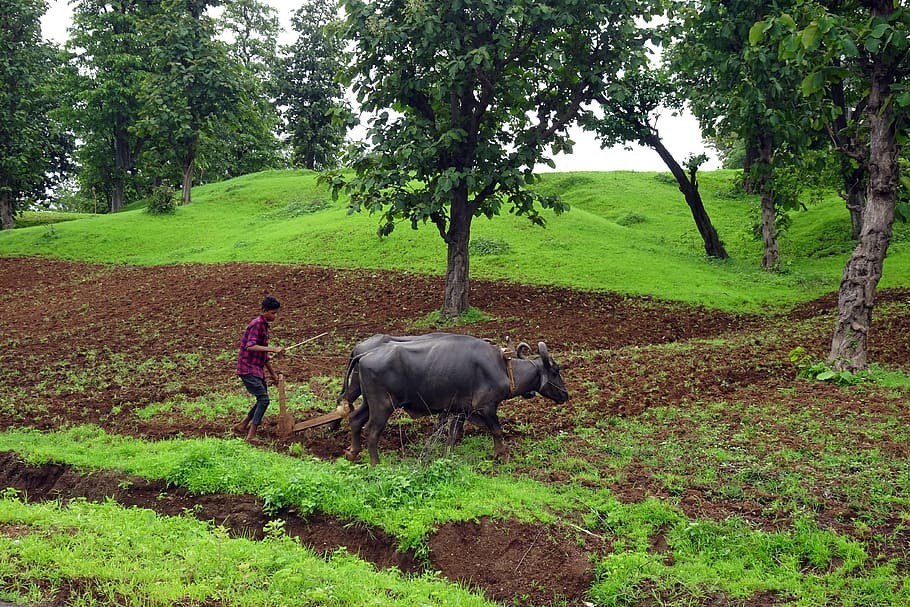 plough, buffalo, tilling, ploughing, primitive, agriculture, HD wallpaper