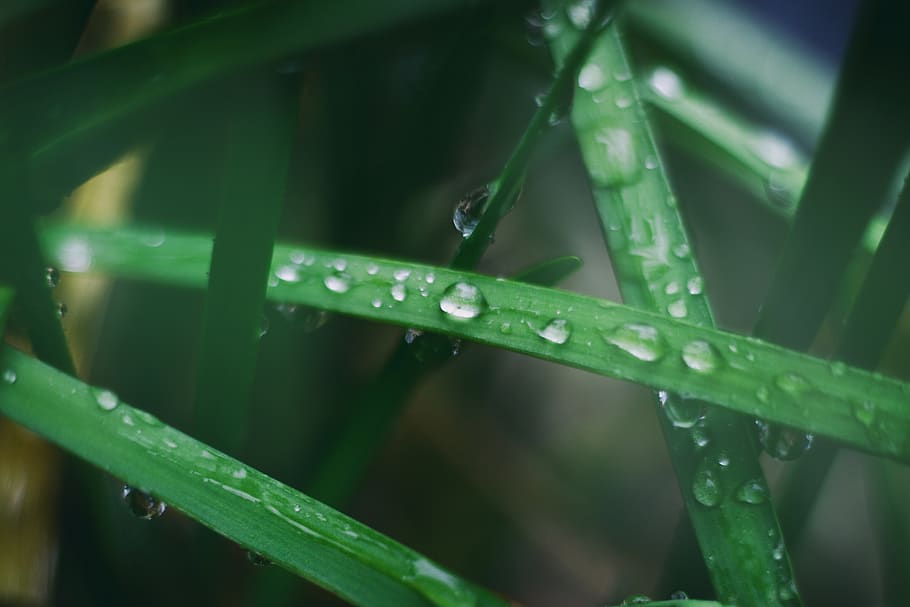 Water Droplets on Green Leaf, close-up, dew, grass, macro, raindrops HD wallpaper