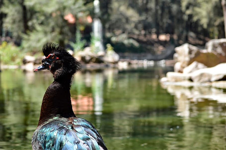 duck, birds, nature, mexico, lake, green, black, forest, animals HD wallpaper