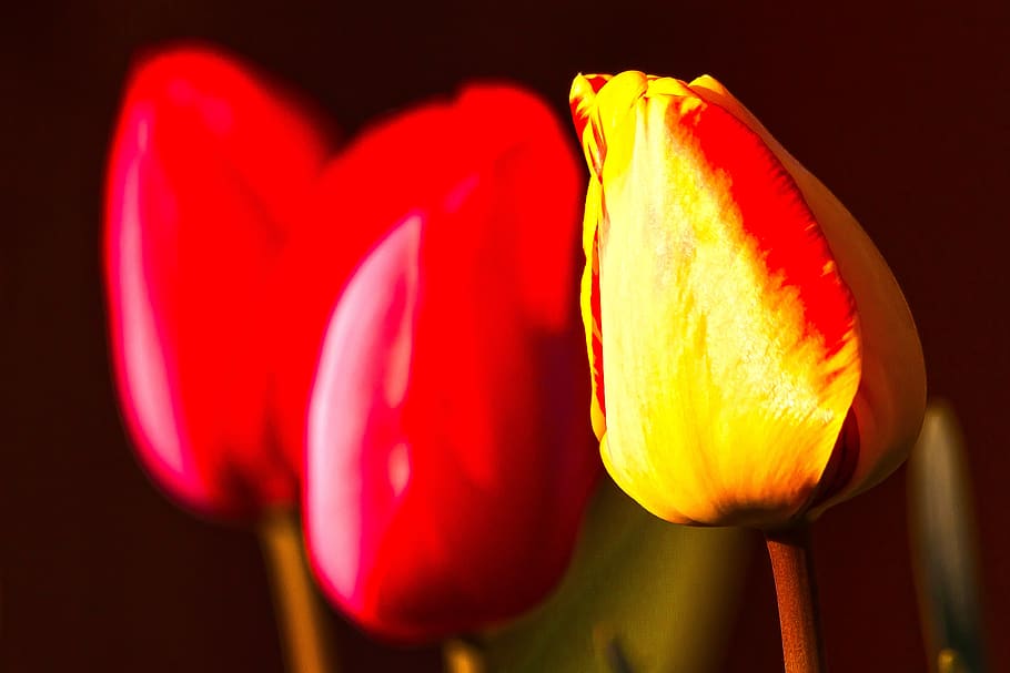 tulip, lilies, spring, nature, flower, schnittblume, blossom HD wallpaper