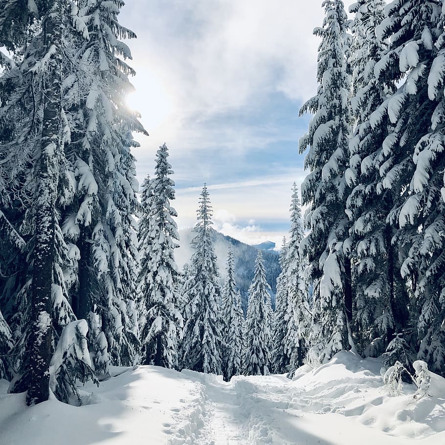 pine trees covered with snow, winter, cold temperature, beauty in nature HD wallpaper