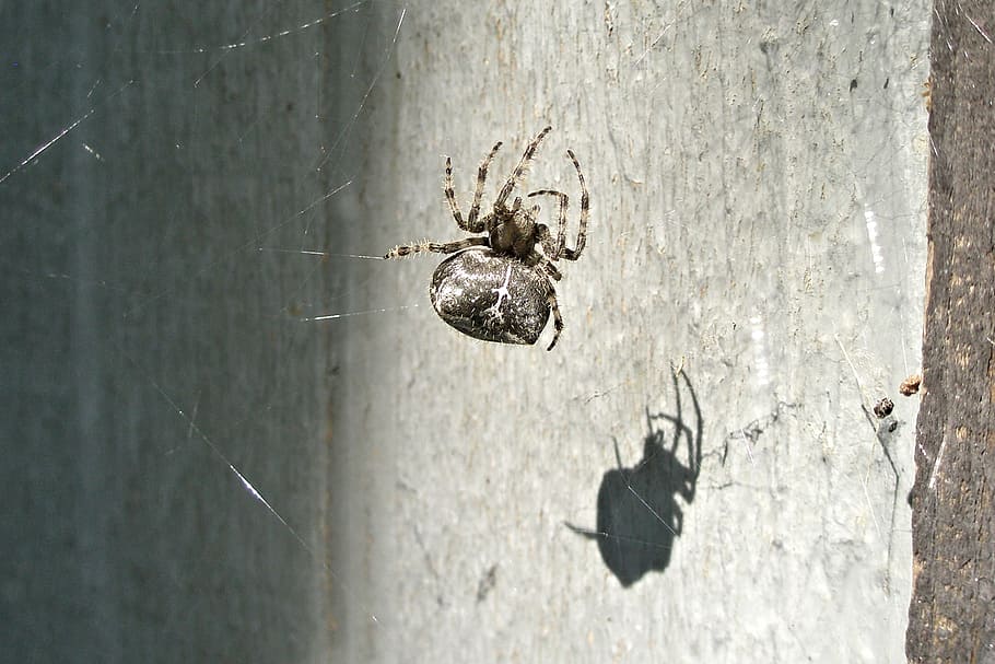 Me and My Shadow - orb spider basking in the sun, web, animal HD wallpaper