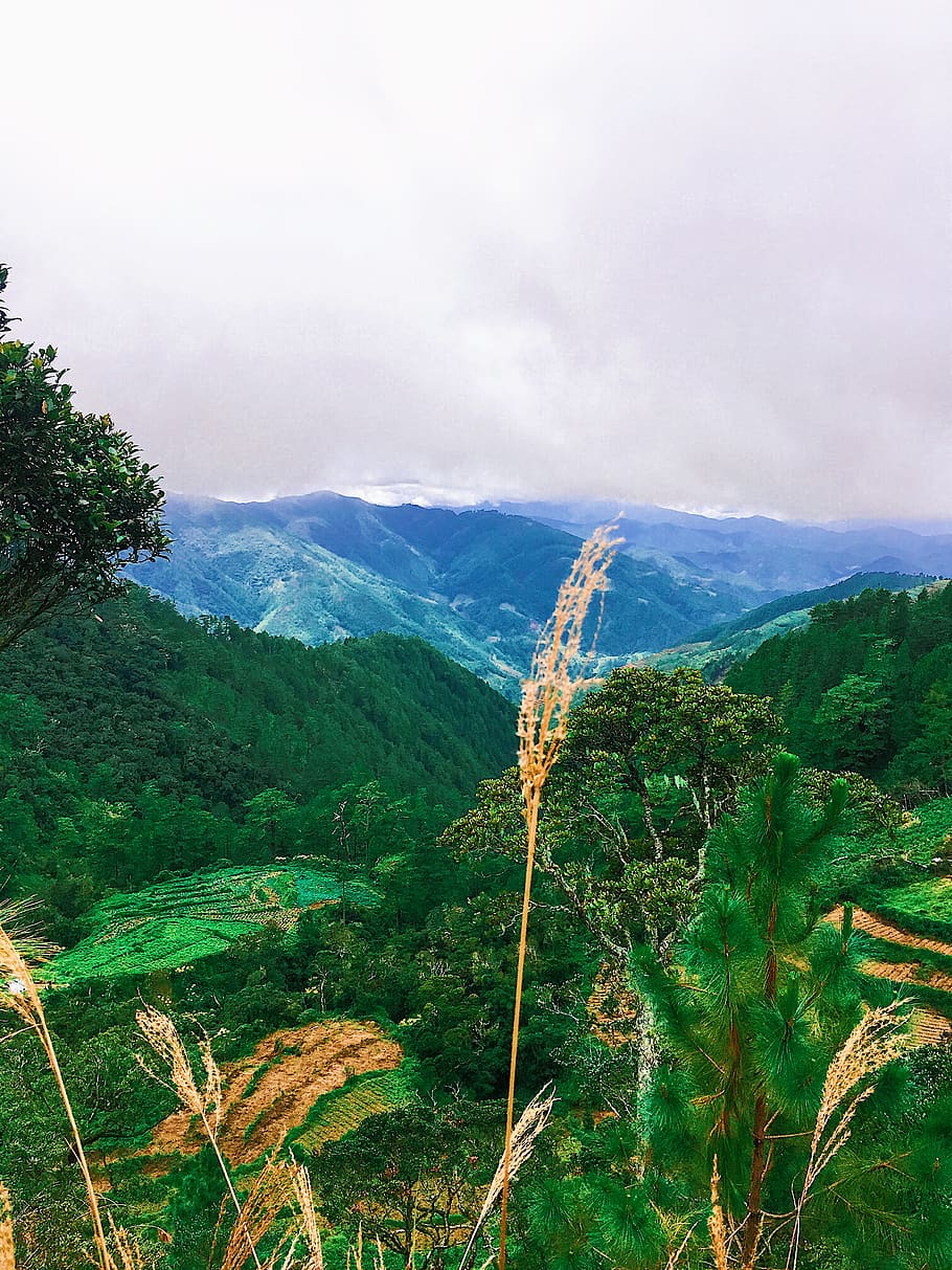 Green Leaf Tree Beside Mountain on Daytime, clouds, daylight HD wallpaper