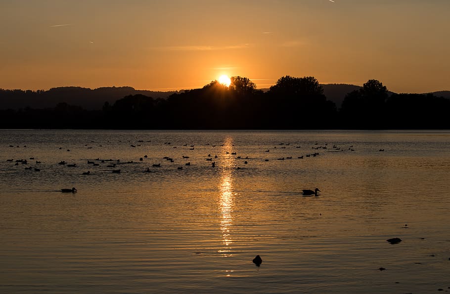 sunset, abendstimmung, dusk, mood, lake, ducks, landscape, atmospheric HD wallpaper