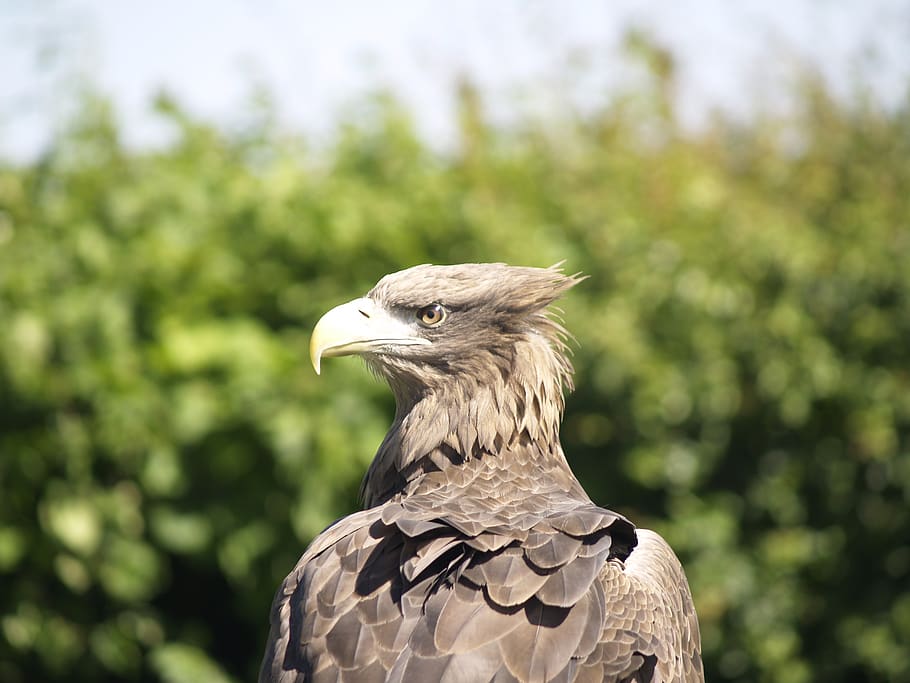 animal, bird, eagle, bald eagle, vulture, beak, hawk, kite bird, HD wallpaper