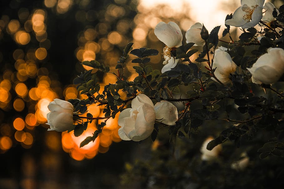 Selective Focus Photography of White Petaled Flowers, atmospheric, HD wallpaper
