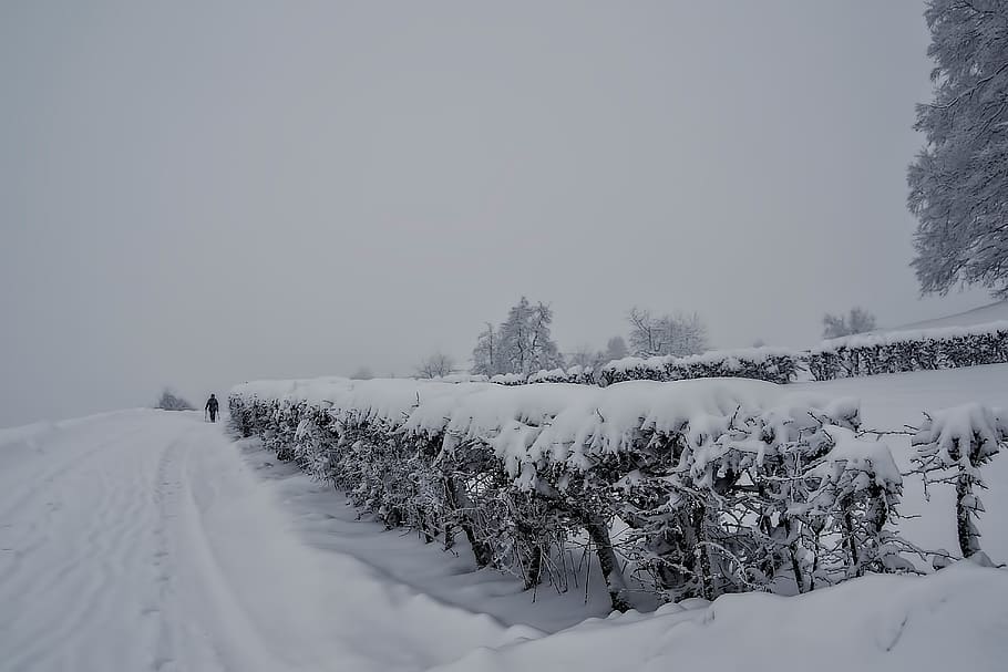 switzerland, hirzel, cold, tree, bush, winter, landscape, fog, HD wallpaper