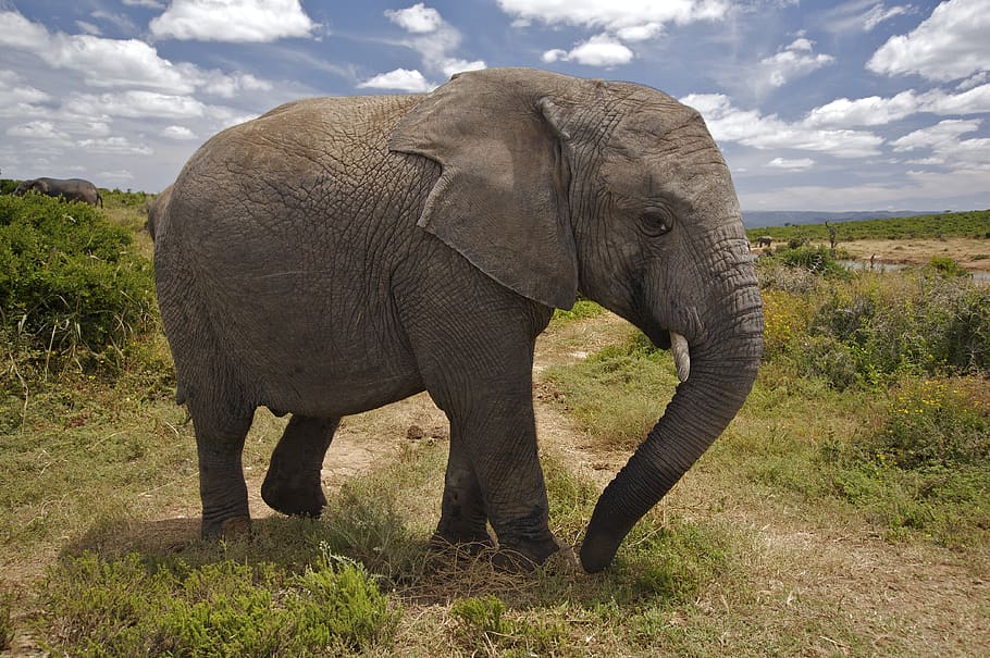 brown elephant, animal, animal themes, animals in the wild, mammal HD wallpaper