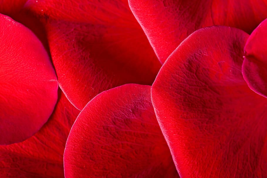 rose, petals, red, flower, background, full frame, backgrounds HD wallpaper