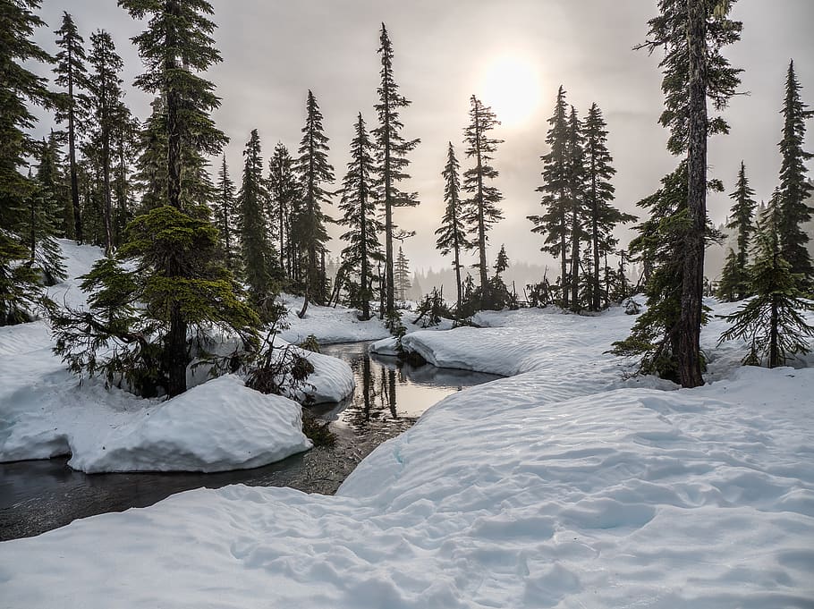 Green Trees, cold, colors, daylight, focus, forest, ze, frost HD wallpaper