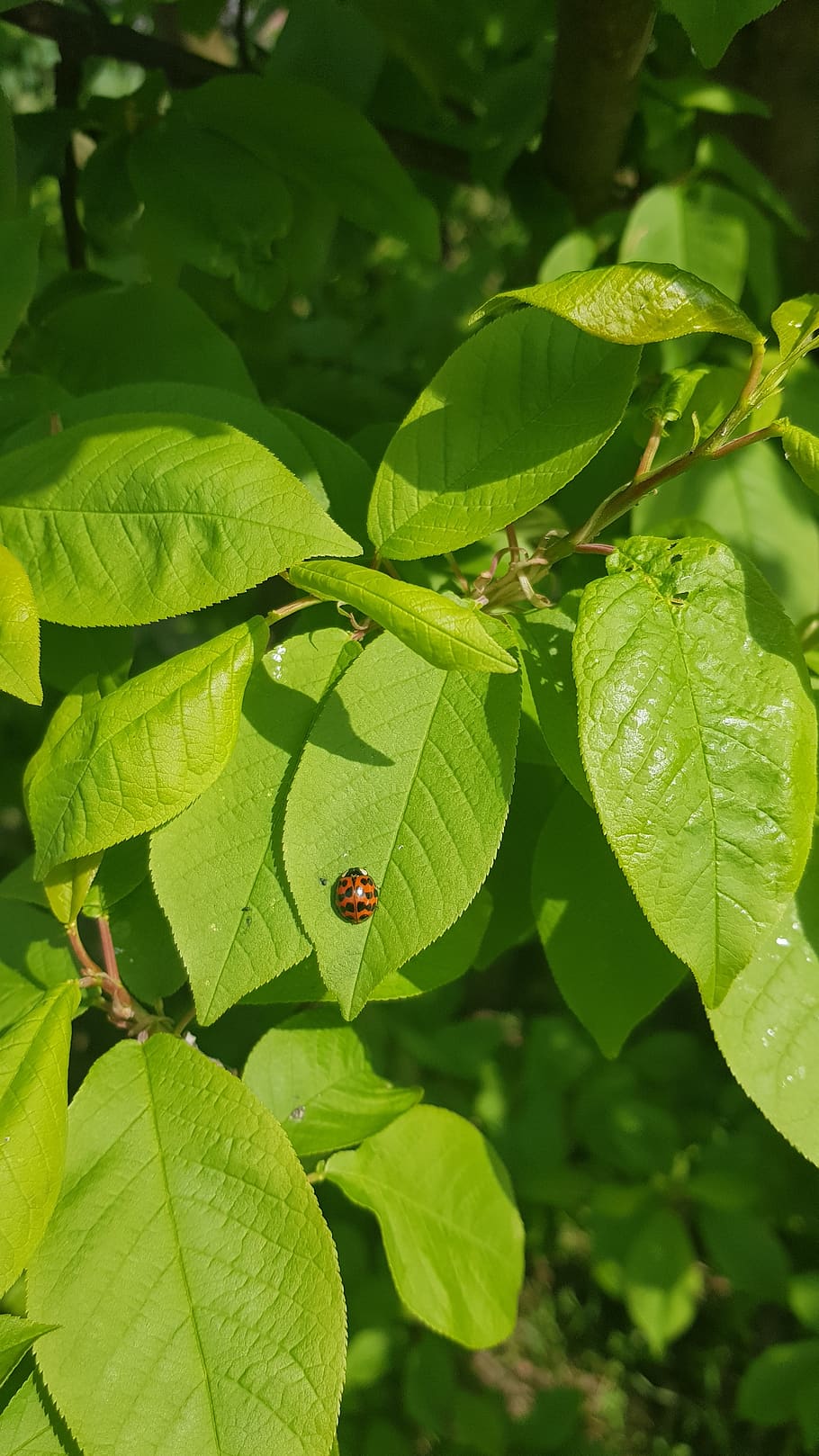 leaf, ladybug, insect, animal, ladybugs, garden, plant part HD wallpaper