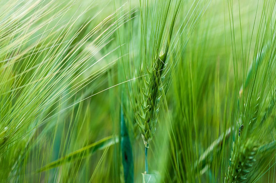 wheat, spring, nature, plant, green, bloom, macro, botany, close up HD wallpaper
