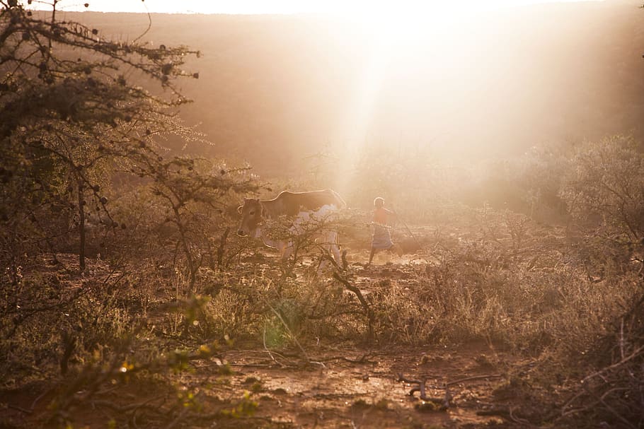 Photo of Man Chasing Cow on Forest, bright, cattle, dawn, daylight HD wallpaper