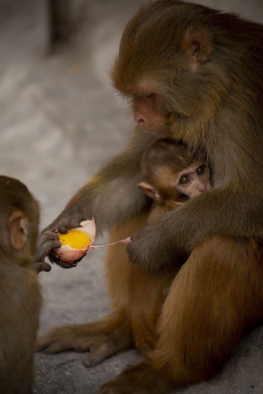 brown macaque monkey, mammal, animal, wildlife, nepal, kathmandu HD wallpaper