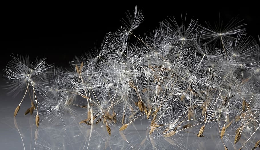 light, textures, dandelion, flower, plant, genus, floret, dancing, HD wallpaper