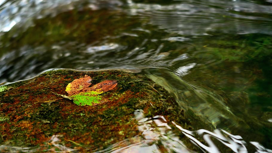 water, water flow, drifters, nature, day, plant part, leaf HD wallpaper