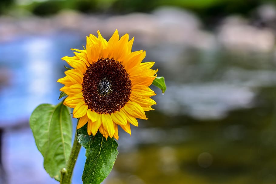 sunflower, nature, spring, flowering plant, yellow, vulnerability HD wallpaper