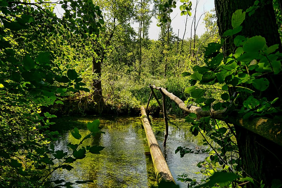 nature, forest, river, log, bridge, web, water, trees, flowing HD wallpaper