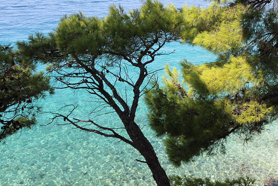 croatia, brela, pine, adriatic, sea, beach, blue, summer, fresh HD wallpaper