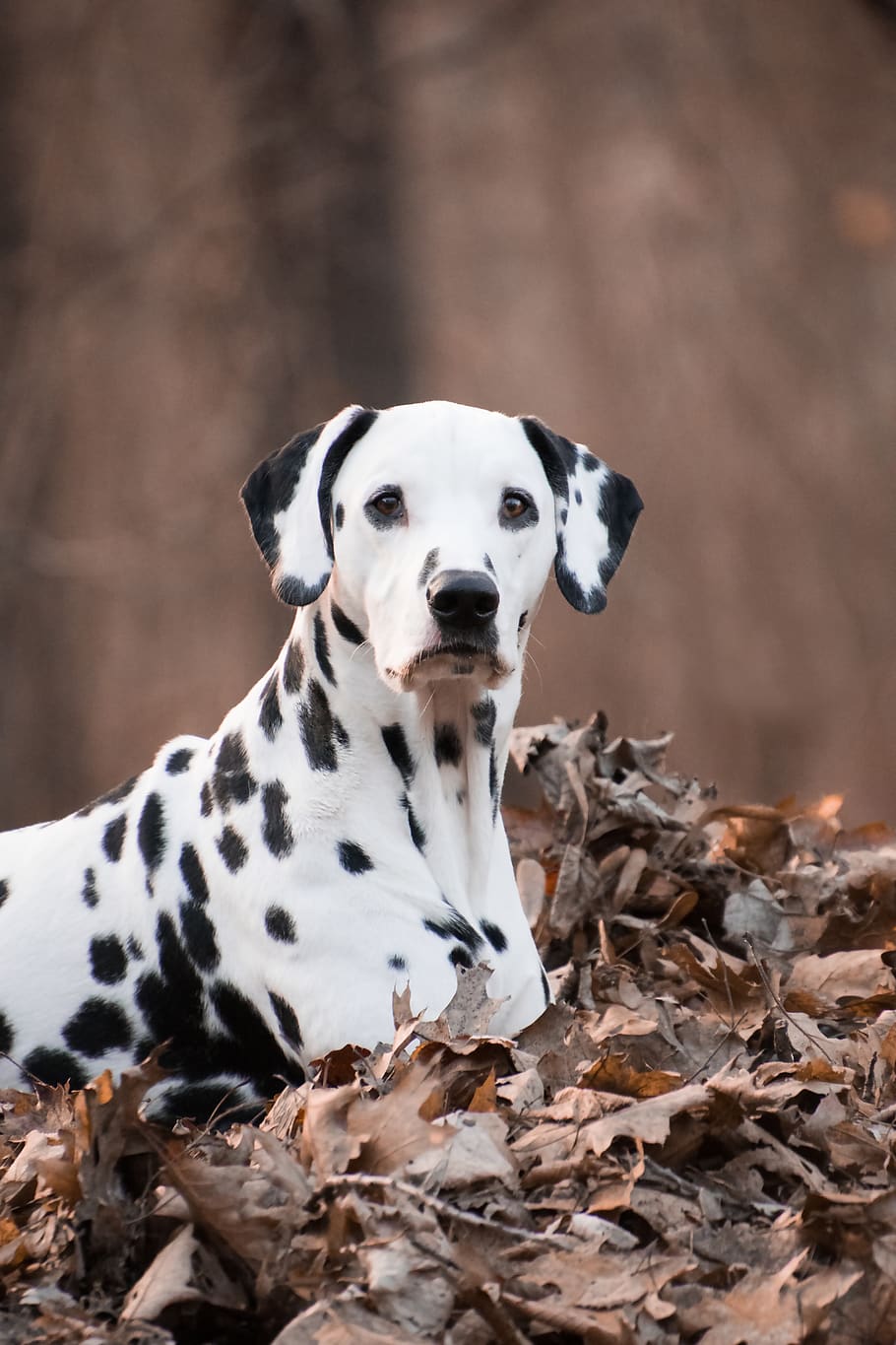 Free download | HD wallpaper: dalmatians, dog, animal, spotted, autumn ...