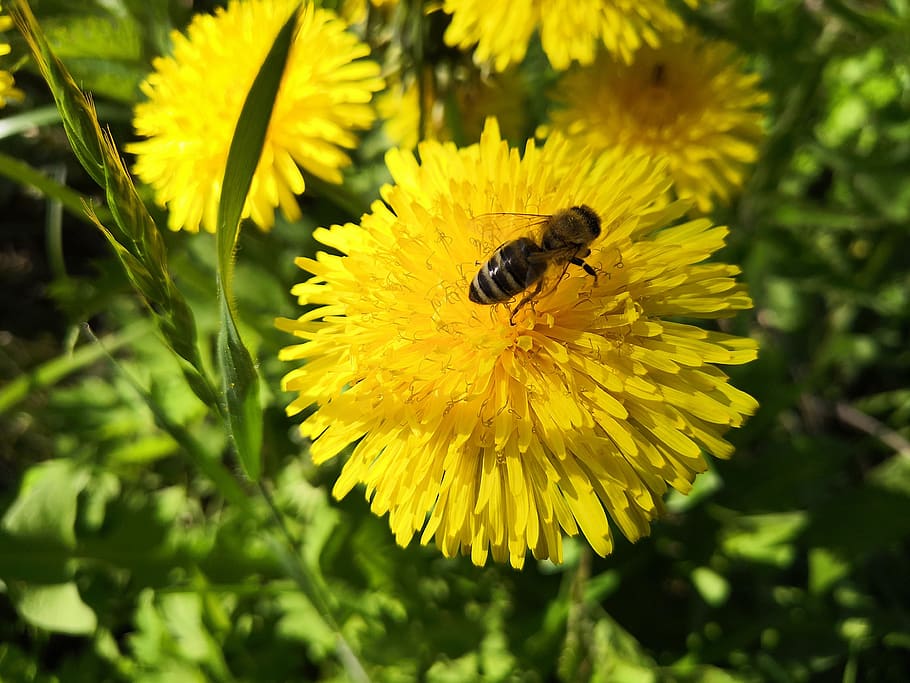 dandelion, bee, grass, green, yellow, meadow, nature, spring HD wallpaper