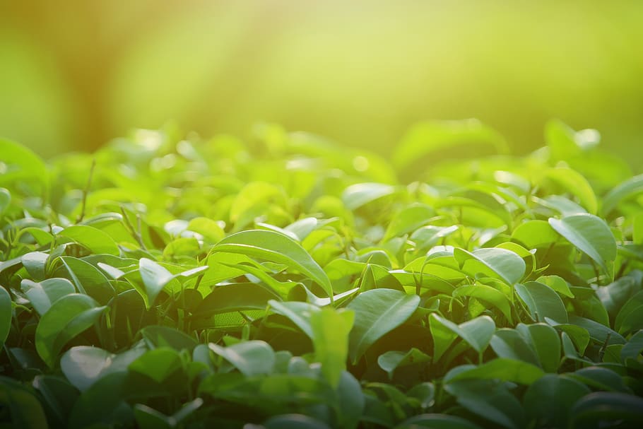 background, green, leaves, leaf, spring, tree, nature, light HD wallpaper