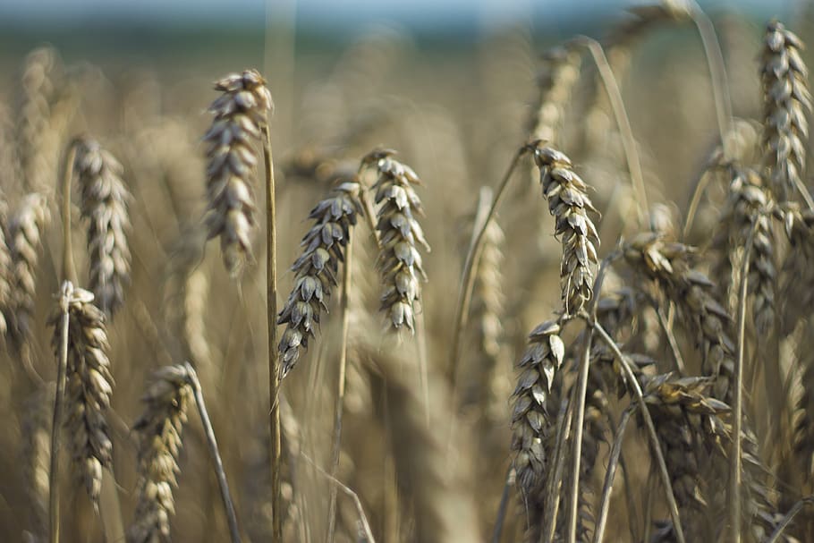 brown wheat, produce, vegetable, food, grain, flora, plant, reed HD wallpaper