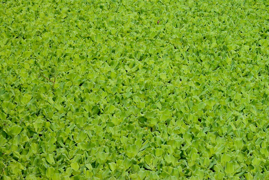 water hyacinth, green, pattern, background, wallpaper, grass HD wallpaper