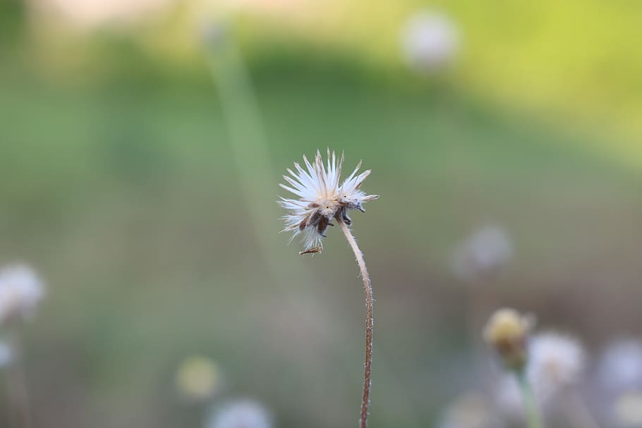 plants, nature, sky, hands, flower, flowering plant, fragility HD wallpaper