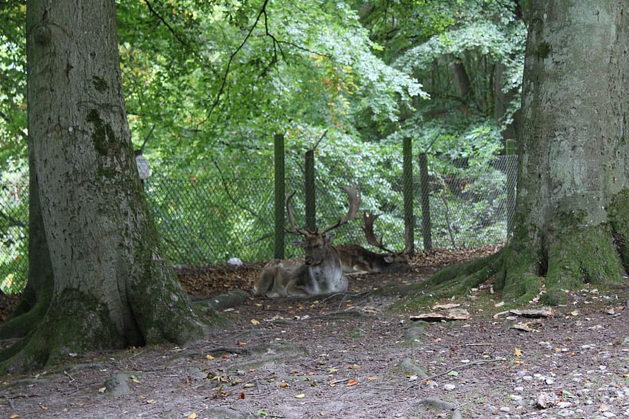 stag, forest, tree, plant, mammal, tree trunk, animal, animal themes HD wallpaper