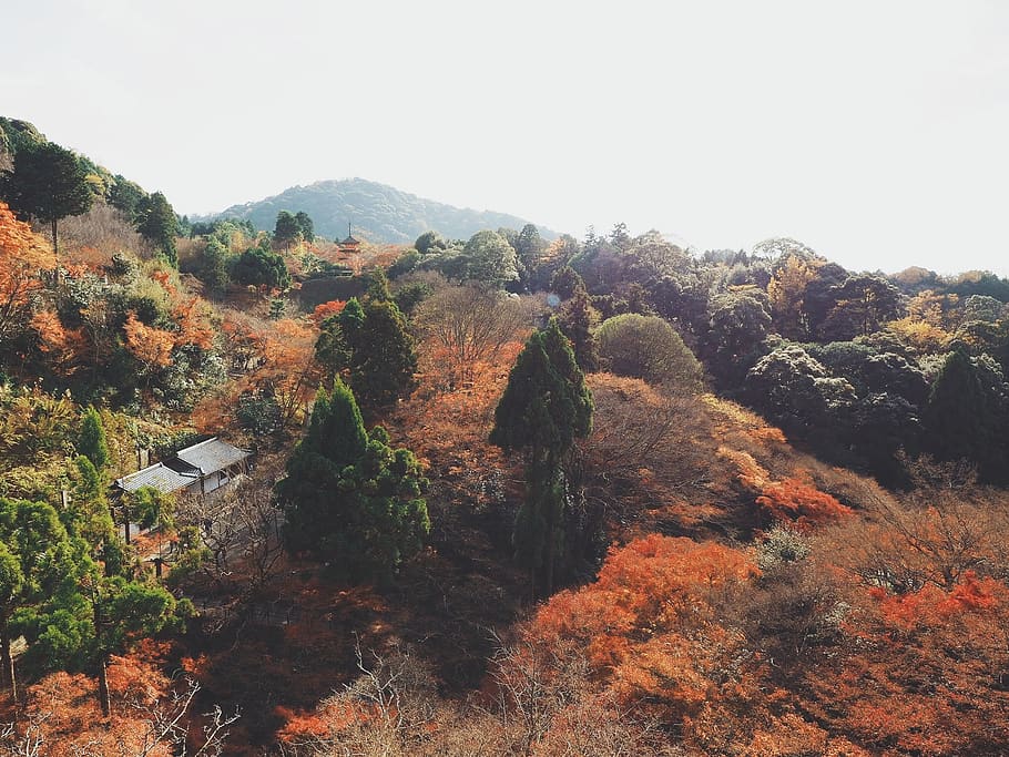 japan, kyōto-shi, kiyomizu-dera, trees, fall, forest, red, HD wallpaper