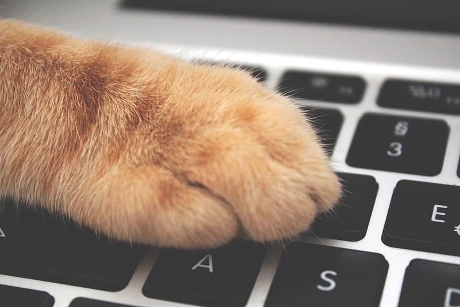 Orange Cat Foot on Laptop Keyboard, adorable, animal, close-up, HD wallpaper