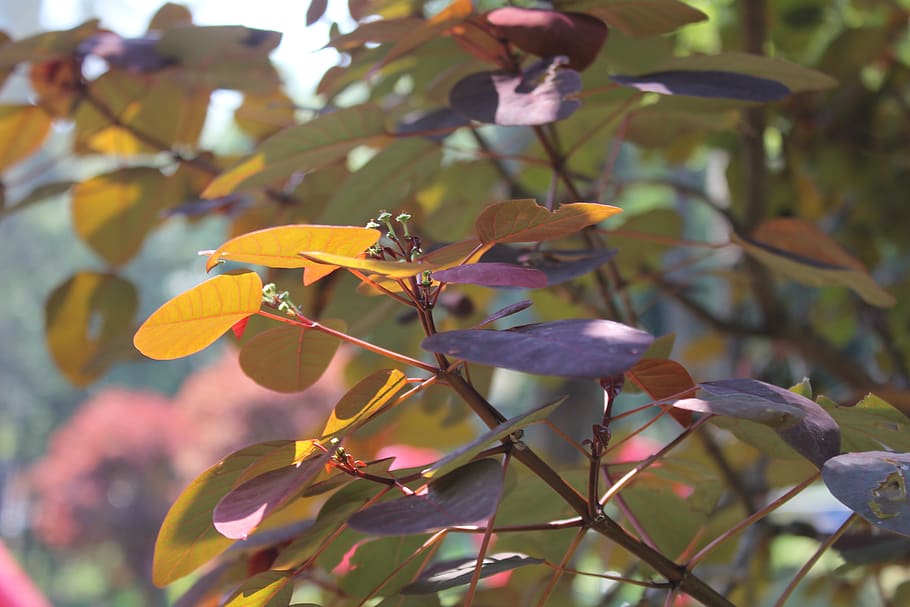 leaves, tree, trees, forest, branch, plant, nature, autumn HD wallpaper