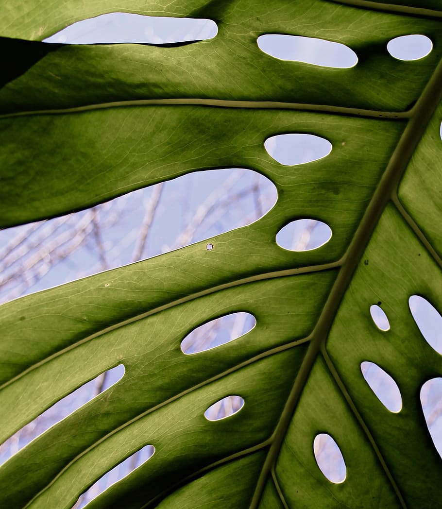 Close-up Photo of Swiss Cheese Plant, blurred background, botanical HD wallpaper